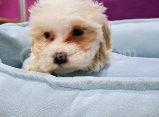 Malti̇poo Yavrumuz Ai̇lesi̇ni̇ Bekli̇yor görsel