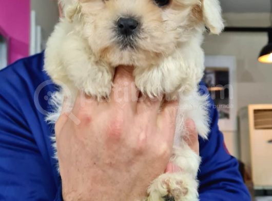 Malti̇poo Yavrumuz Yeni̇ Ai̇lesi̇ni̇ Beklemekte görsel