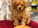 Red Toy Poodle Erkek Yavrumuz