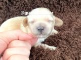 Anne Altından Gerçek Malti̇poo Bebekleri̇mi̇z