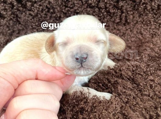 Anne Altından Gerçek Malti̇poo Bebekleri̇mi̇z görsel