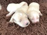 Anne Altından Gerçek Malti̇poo Bebekleri̇mi̇z