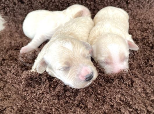 Anne Altından Gerçek Malti̇poo Bebekleri̇mi̇z görsel