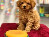 Red Toy Poodle Erkek Yavrumuz
