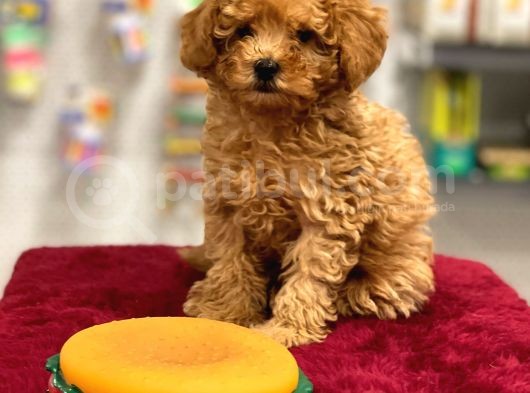 Red Toy Poodle Erkek Yavrumuz görsel