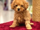 Red Toy Poodle Erkek Yavrumuz