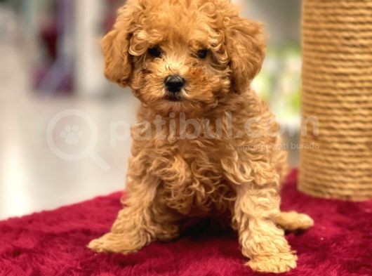 Red Toy Poodle Erkek Yavrumuz görsel