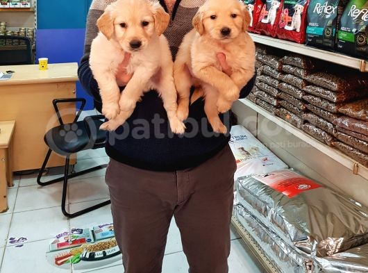 Golden Retti̇ever görsel