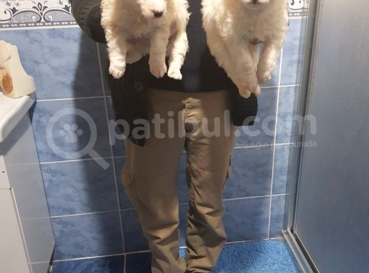Maltesse Terri̇er Ci̇nsleri̇ görsel
