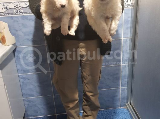Maltesse Terri̇er Ci̇nsleri̇ görsel