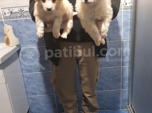 Maltesse Terri̇er Ci̇nsleri̇ görsel