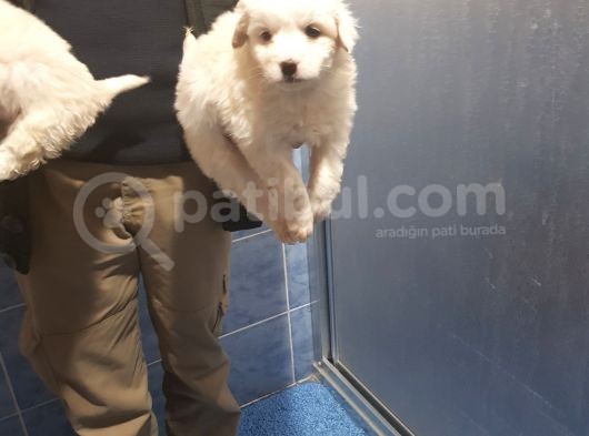 Maltesse Terri̇er Ci̇nsleri̇ görsel