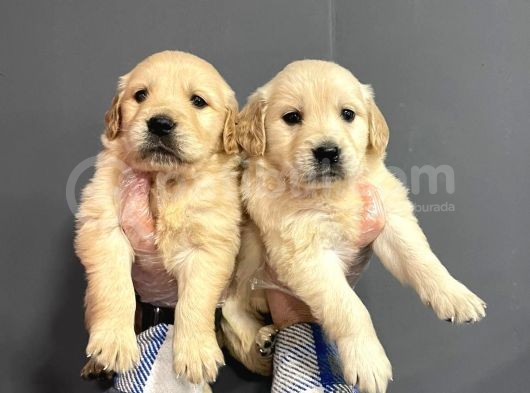 Muhteşem Kalite Golden Yavruları görsel