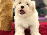 Oyuncu Maltipoo Erkek Yavrumuz