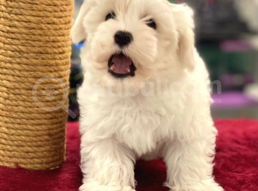 Oyuncu Maltipoo Erkek Yavrumuz görsel