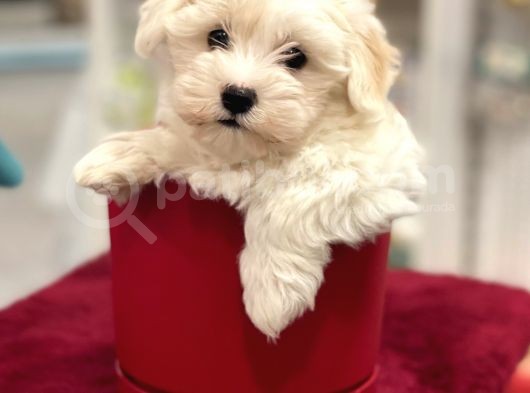 Muhteşem Maltipoo Erkek Yavrumuz görsel