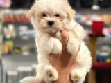 Sağlık Ve Irk Garantili Maltipoo Erkek Yavrumuz