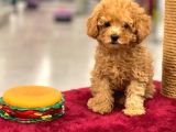 Red Toy Poodle Erkek Yavrumuz