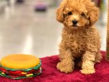 Red Toy Poodle Erkek Yavrumuz