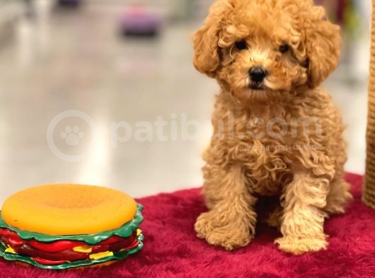 Red Toy Poodle Erkek Yavrumuz görsel