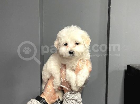 Satilik Muhteşem Malti̇poo Yavrulari görsel