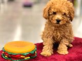 Red Toy Poodle Erkek Yavrumuz
