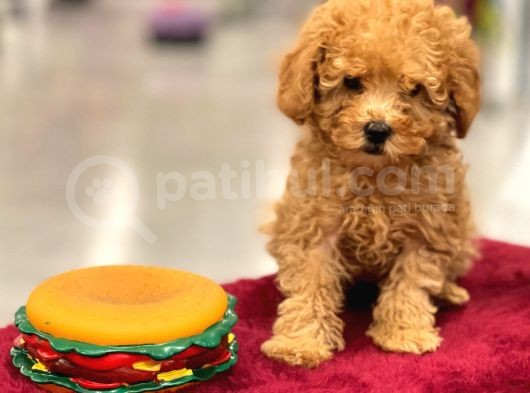 Red Toy Poodle Erkek Yavrumuz görsel