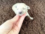 Anne Altından Gerçek Malti̇poo Bebekleri̇mi̇z