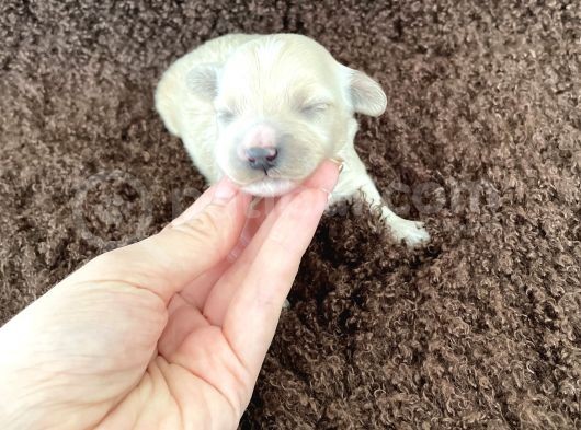 Anne Altından Gerçek Malti̇poo Bebekleri̇mi̇z görsel