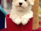 Muhteşem Maltipoo Erkek Yavrumuz