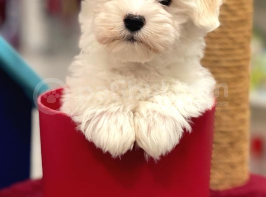 Muhteşem Maltipoo Erkek Yavrumuz görsel