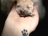 Anne Altından Gerçek Malti̇poo Bebekleri̇mi̇z