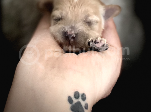 Anne Altından Gerçek Malti̇poo Bebekleri̇mi̇z görsel