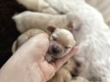 Anne Altından Gerçek Malti̇poo Bebekleri̇mi̇z