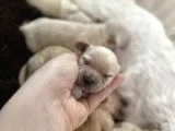 Anne Altından Gerçek Malti̇poo Bebekleri̇mi̇z