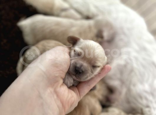 Anne Altından Gerçek Malti̇poo Bebekleri̇mi̇z görsel