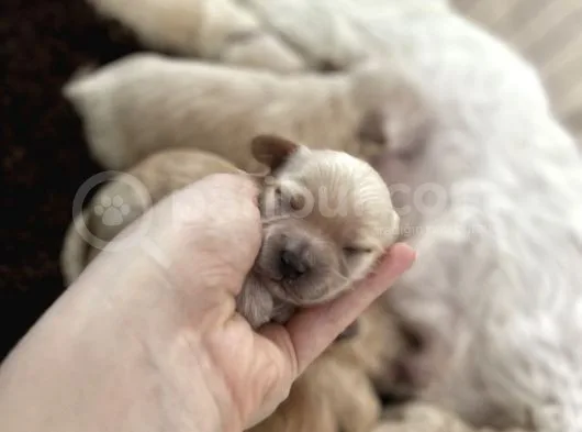 Anne Altından Gerçek Malti̇poo Bebekleri̇mi̇z