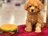Red Toy Poodle Erkek Yavrumuz