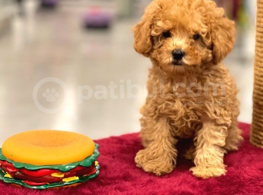 Red Toy Poodle Erkek Yavrumuz görsel