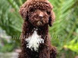 Irk Ve Sağlık Garantili Chocolate Poodle Yavrumuz