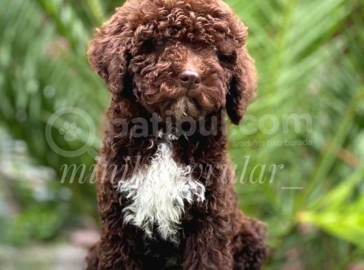 Irk Ve Sağlık Garantili Chocolate Poodle Yavrumuz görsel