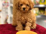 Red Toy Poodle Erkek Yavrumuz