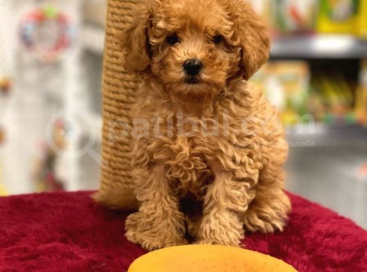 Red Toy Poodle Erkek Yavrumuz görsel