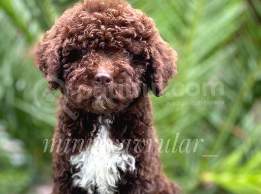Irk Ve Sağlık Garantili Chocolate Poodle Yavrumuz görsel