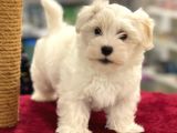 Oyuncu Maltipoo Erkek Yavrumuz