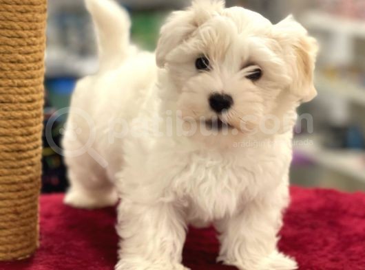 Oyuncu Maltipoo Erkek Yavrumuz görsel