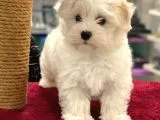 Oyuncu Maltipoo Erkek Yavrumuz