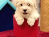 Muhteşem Maltipoo Erkek Yavrumuz