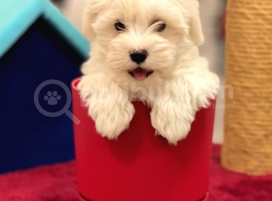 Muhteşem Maltipoo Erkek Yavrumuz görsel