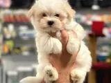 Sağlık Ve Irk Garantili Maltipoo Erkek Yavrumuz